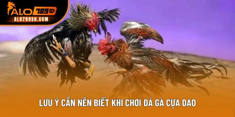 Lưu ý cần nên biết khi chơi đá gà cựa dao