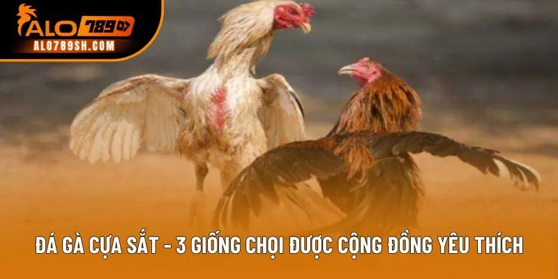 Đá Gà Cựa Sắt - 3 Giống Chọi Được Cộng Đồng Yêu Thích