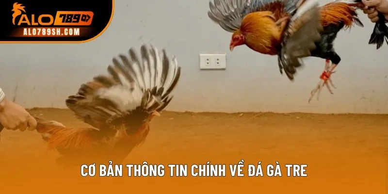 Cơ bản thông tin chính về đá gà tre