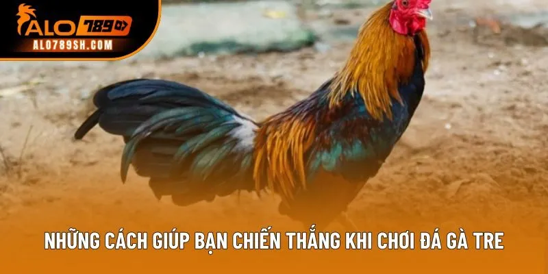 Những cách giúp bạn chiến thắng khi chơi đá gà tre