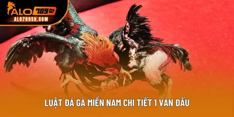 Luật đá gà miền Nam chi tiết 1 ván đấu